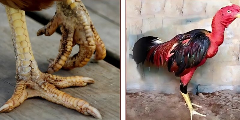 Gà bị chướng diều khô chân