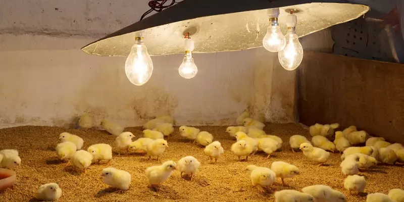 kỹ thuật úm gà con