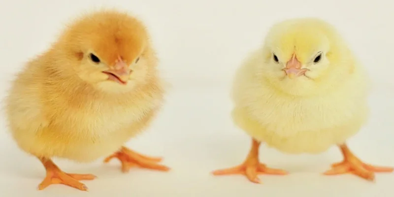 Một số bệnh phổ biến nhất ở gà con