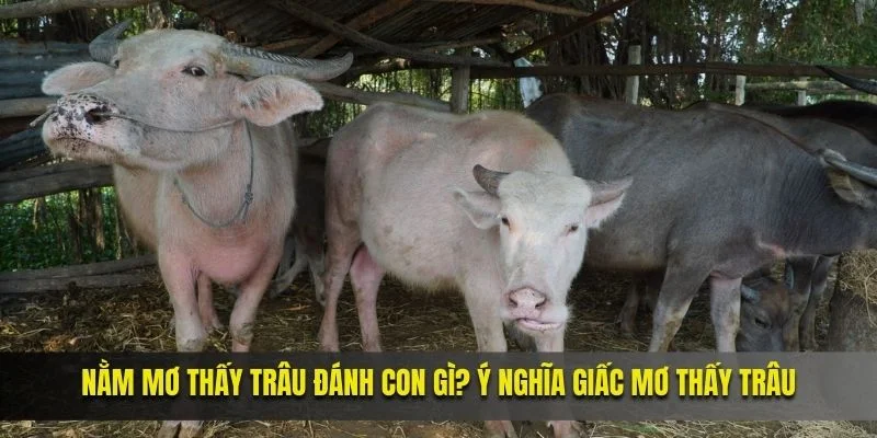 Nằm mơ thấy trâu đánh con gì