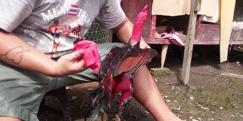 5 cách phòng ngừa bệnh tụ huyết trùng hiệu quả nên áp dụng