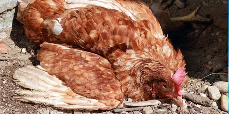 Bệnh tụ huyết trùng ở gà do Pasteurella multocida gây ra