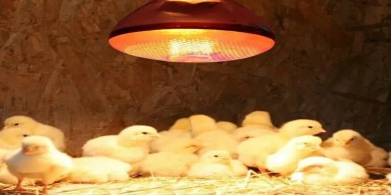 Các phương pháp úm gà con đúng cách từ chuyên gia