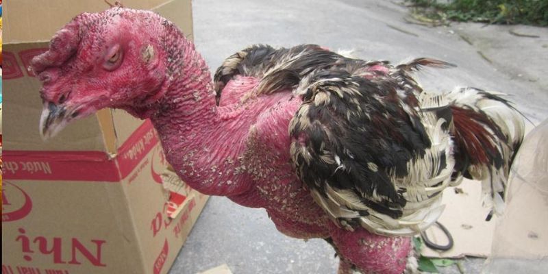 Các triệu chứng dễ dàng nhận biết của tụ huyết trùng