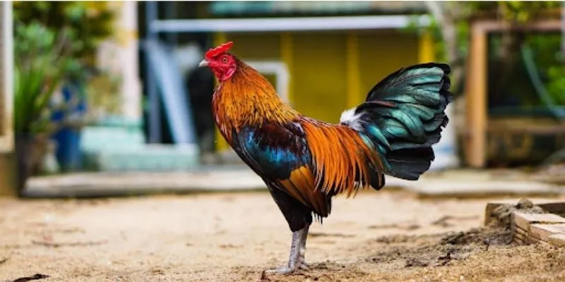 Ưu điểm chỉ có ở Đá Gà Thomo KO66