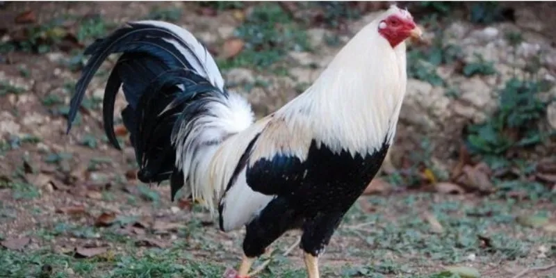 Gà Hatch là chiến kê có sức mạnh dẻo dai và ngoại hình đẹp