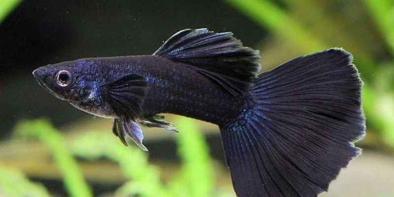 Giấc mơ thấy cá nên lựa chọn con số may mắn chơi xổ số