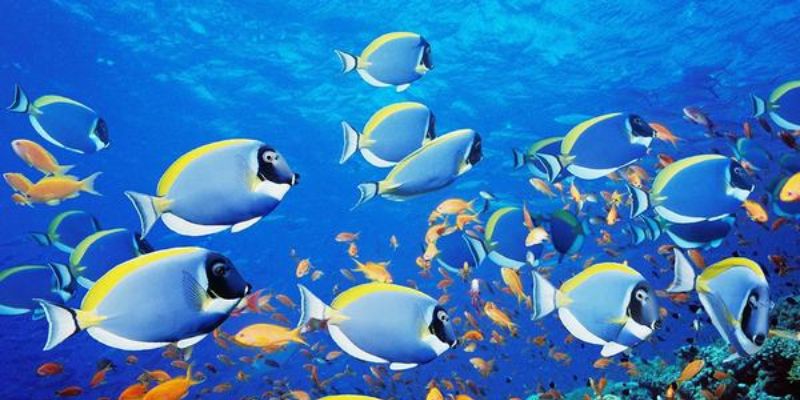 Giải mã chi tiết ý nghĩa từng giấc mơ thấy cá