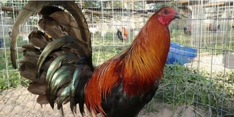 Hướng dẫn các bước tạo tài khoản Đá Gà Thomo KO66