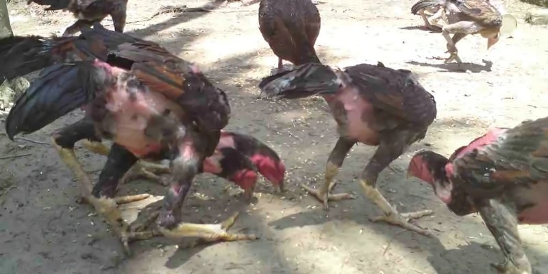 Hiểu rõ những dấu hiệu của con gà mắc chứng chướng diều