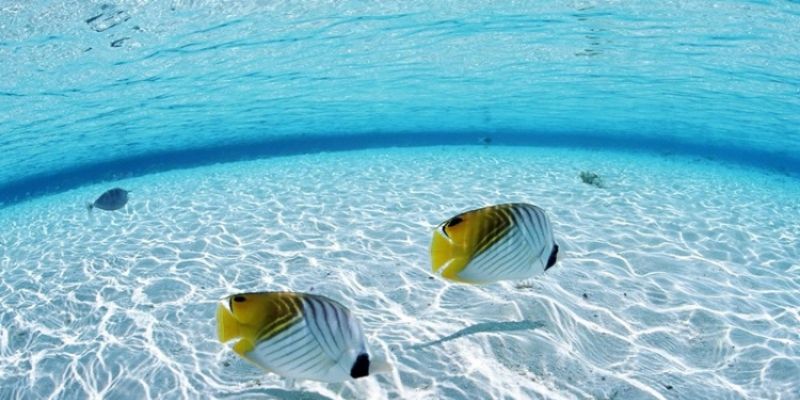 Mơ thấy cá thường gắn liền với điều may mắn