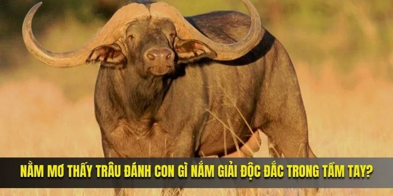 Nằm mơ thấy trâu đánh con gì nắm giải độc đắc trong tầm tay?