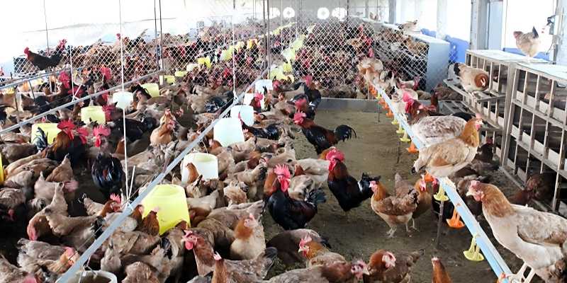 Phương pháp điều trị gà bị chướng diều khô chân hiệu quả