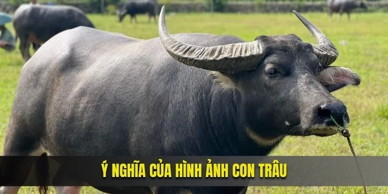 Ý nghĩa của hình ảnh con trâu